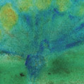 Peacock  & Tree